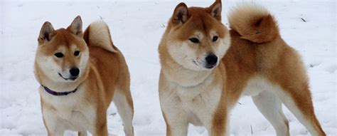 Shiba Inu Characteristics | Size | Facts | Traits