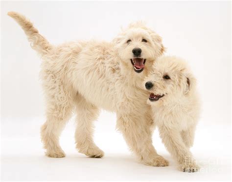 Cream Labradoodle Puppies Photograph By Jane Burton