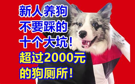 超过2000元的狗厕所！新人养狗不要踩的十个大坑！【亲身经历】 黝黑蜗壳天眼老师 黝黑蜗壳天眼老师 哔哩哔哩视频