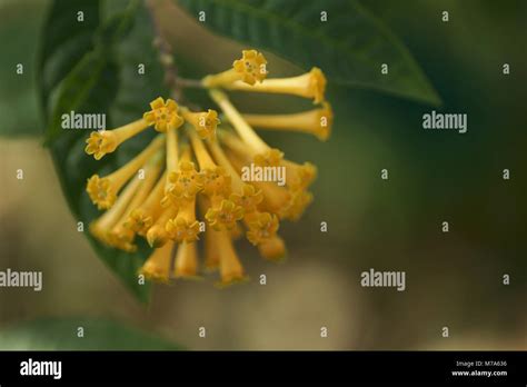Green Cestrum Hi Res Stock Photography And Images Alamy