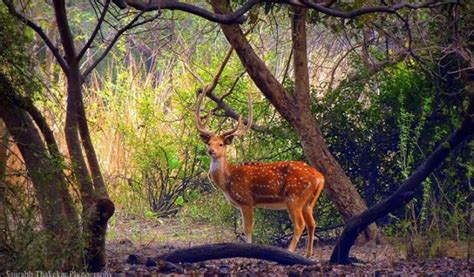 Tadoba Safari Booking | tadoba national park safari booking