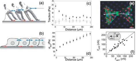 Balance Of Forces In Multicellular Systems A The Game Of Tug Of War