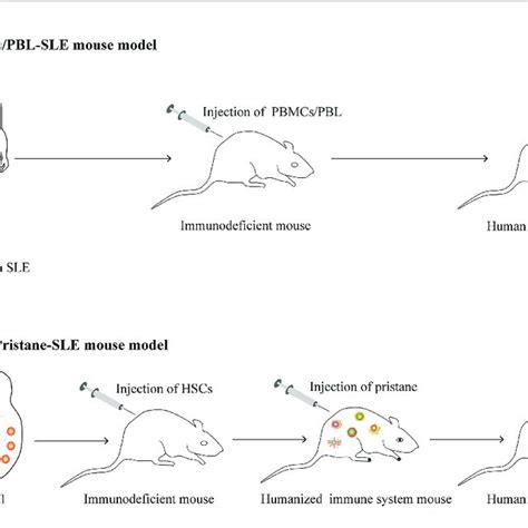 The Construction Of Humanized Sle Mouse Model A Transferring Human