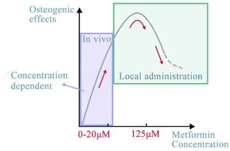 Effects Of Metformin Concentration On Different Target Stem Cells The Download Scientific