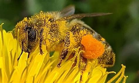 Bee Pollination