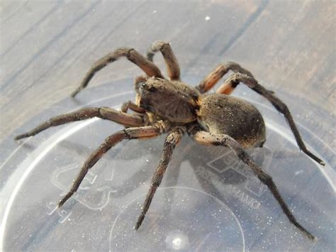 Carolina Wolf Spider Hogna Carolinensis Bugguidenet