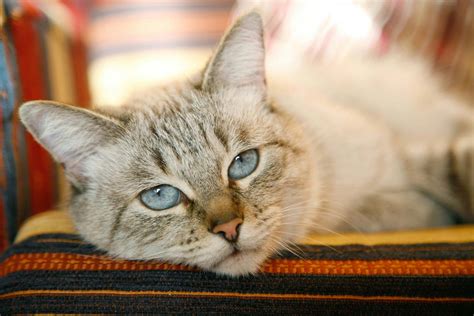 Cleft Palate Cat