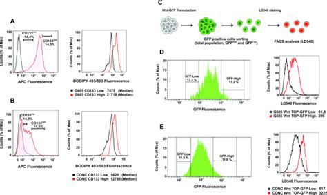 Correlation Of The Expression Levels Of The Lipid Droplets With Cd133 Download Scientific