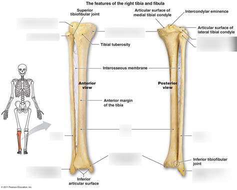 Lab Tibia And Fibula Terms Diagram Quizlet