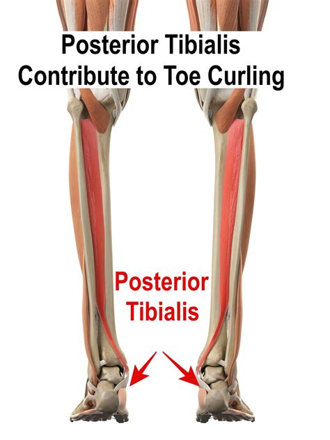 Toes Curling Under On One Foot Online Emergencydentistry