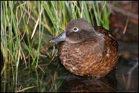 Campbell Island Teal Page