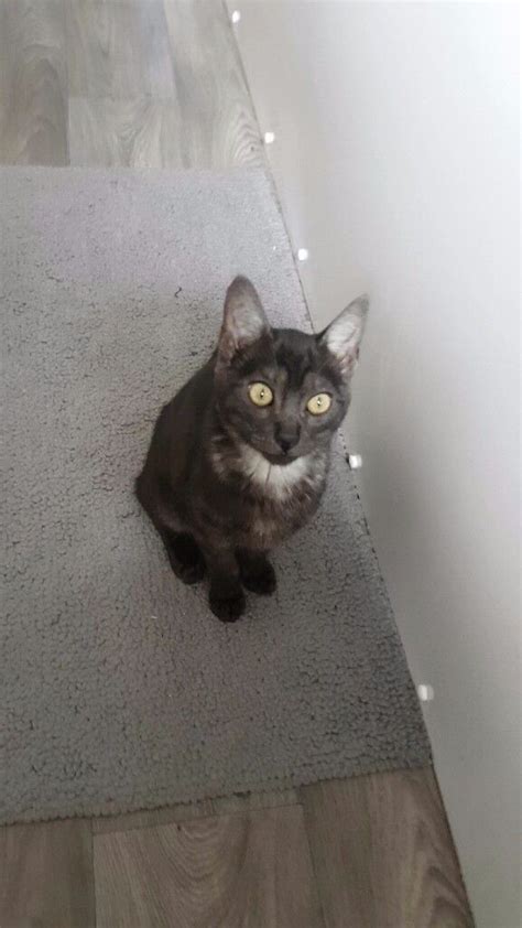 Bengal Silver Smoke Kitten Male In Heanor Derbyshire Gumtree