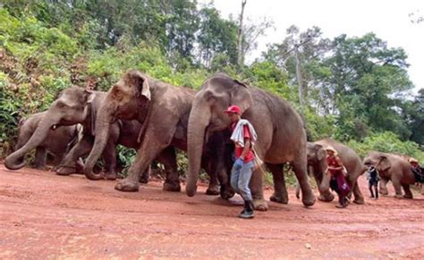 Elephant's Massive Migration Return Home After The Number Of Tourists ...