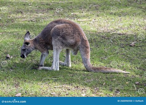 The Red Kangaroo Is The Largest Of The Marsupials Stock Photo Image