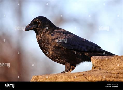 Carrion Crow Corvus Corone Corone Stock Photo Alamy