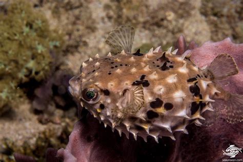 Birdbeak Burrfish Facts and Photographs | Seaunseen