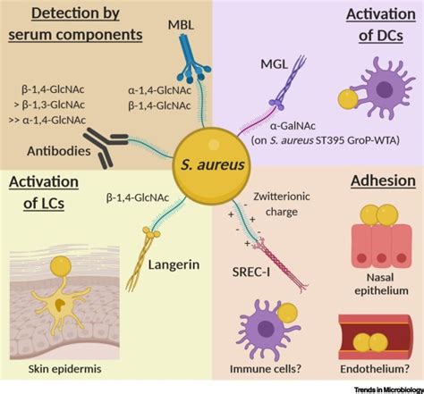 Wall Teichoic Acid In Staphylococcus Aureus Host Interaction Trends In