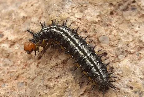 40 Types of Caterpillars With Spikes (Pictures and Identification)