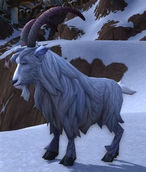 Kafi - NPC - World of Warcraft