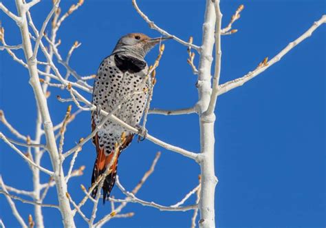 What Does It Mean When You See A Northern Flicker Spiritual Meanings