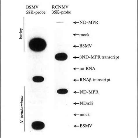 Slot Blot Hybridization Analysis Of Total RNA Isolated From N