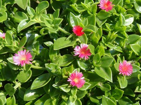 The Wonders Of Aptenia A Comprehensive Guide Succulent Source