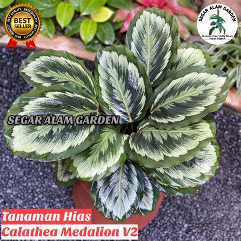 Tanaman Hias Calathea Medalion V2 Calathea Medalion V2 Lazada Indonesia