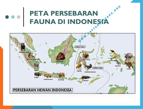 Peta Daerah Persebaran Fauna Neartik Peta Persebaran Flora Dan Fauna