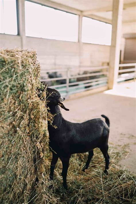 Sirohi Goat Breed Profile Weight Features Breed Characteristics