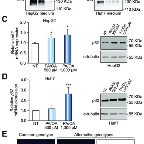 Expression Of Klb And P In Hepg And Huh Cells After Treatment With