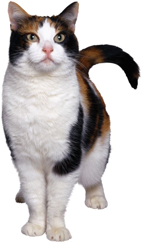 Angry Cat Png Png Images Download Angry Cat Png Pictures Download