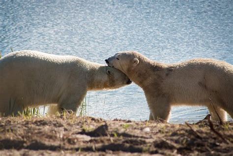 Polar Bear Habitat Heritage Village Cochrane All You Need To Know