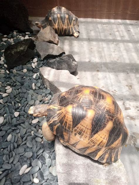 Astrochelys Radiata Radiated Tortoise In Gembira Loka Zoo Stock Photo