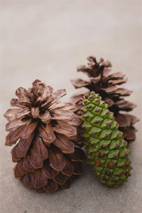 Pine Cones · Free Stock Photo