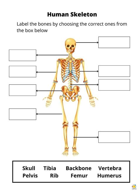 Human Skeletal System Teach On Worksheets Library