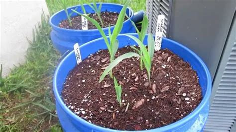 How To Grow Corn Growing Corn From Seed Gardenoid