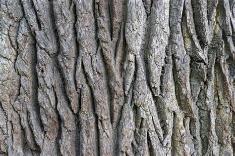 Oak Tree Trunk Texture