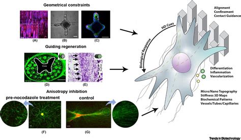 Breaking The Resolution Limits Of 3D Bioprinting Future Opportunities