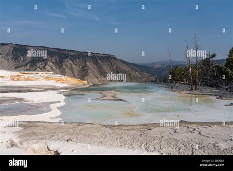 Canary Spring Terraces And Pools Main Terrace Mammoth Hot Springs Yellowstone National Park