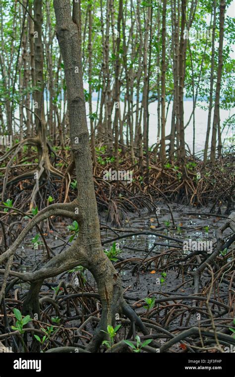 Kosystem Mangroven Fotos Und Bildmaterial In Hoher Aufl Sung Alamy