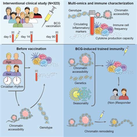 Vaccine Boosts Innate Immunity In People With Eurekalert