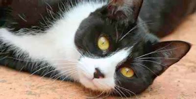 Sonhar Com Gato Preto E Branco - Sonhar Com Gato Preto e Branco