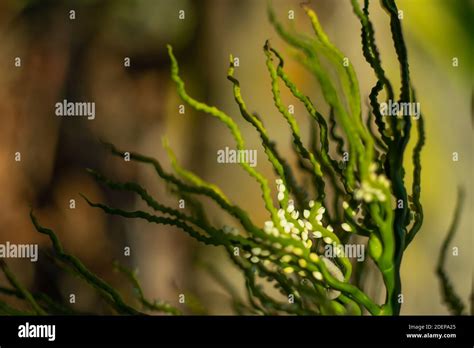 Pepe Di Betel Immagini E Fotografie Stock Ad Alta Risoluzione Alamy