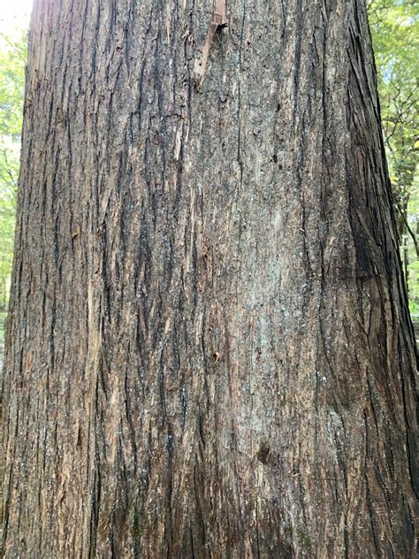 Bald Cypress Bark Taxodium Distichum Bottomland Forest Braden