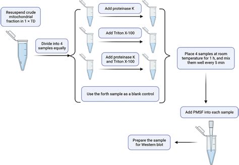 Schematic Workflow Of Outer Membrane Protein Localization Using