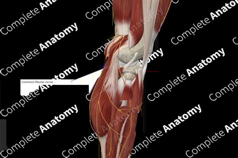 Common Fibular Nerve Complete Anatomy