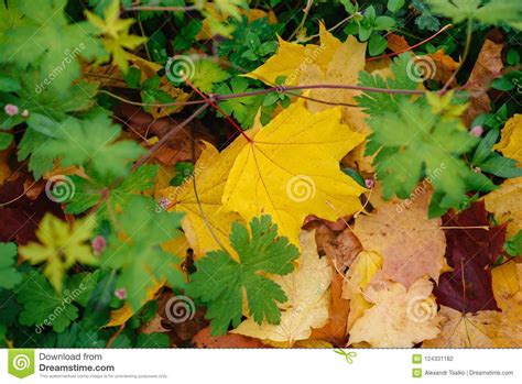 Yellow Leaves Lie On The Grass In The Park Stock Photo Image Of Green