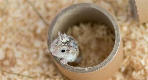 DIY Hamster Toys - The Best Creative Homemade Hamster Toys