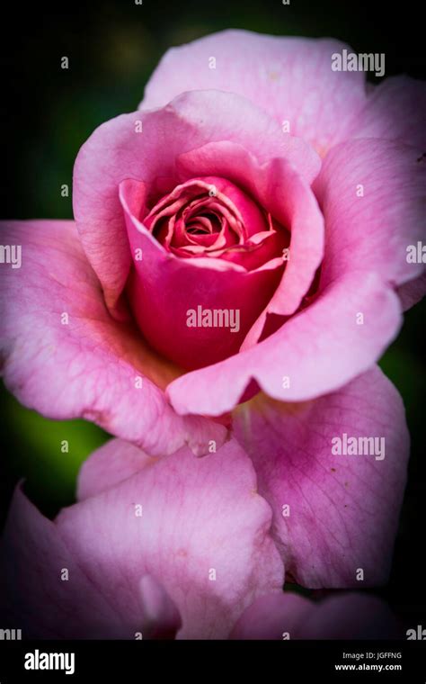 Beautiful Stunning Flowers Stock Photo Alamy