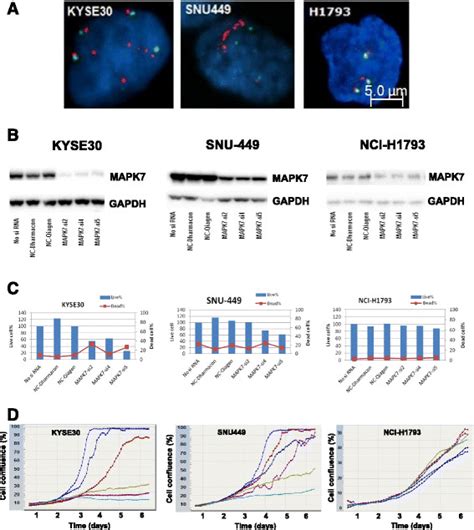 MAPK7 amplification correlates with protein expression and drives ... 